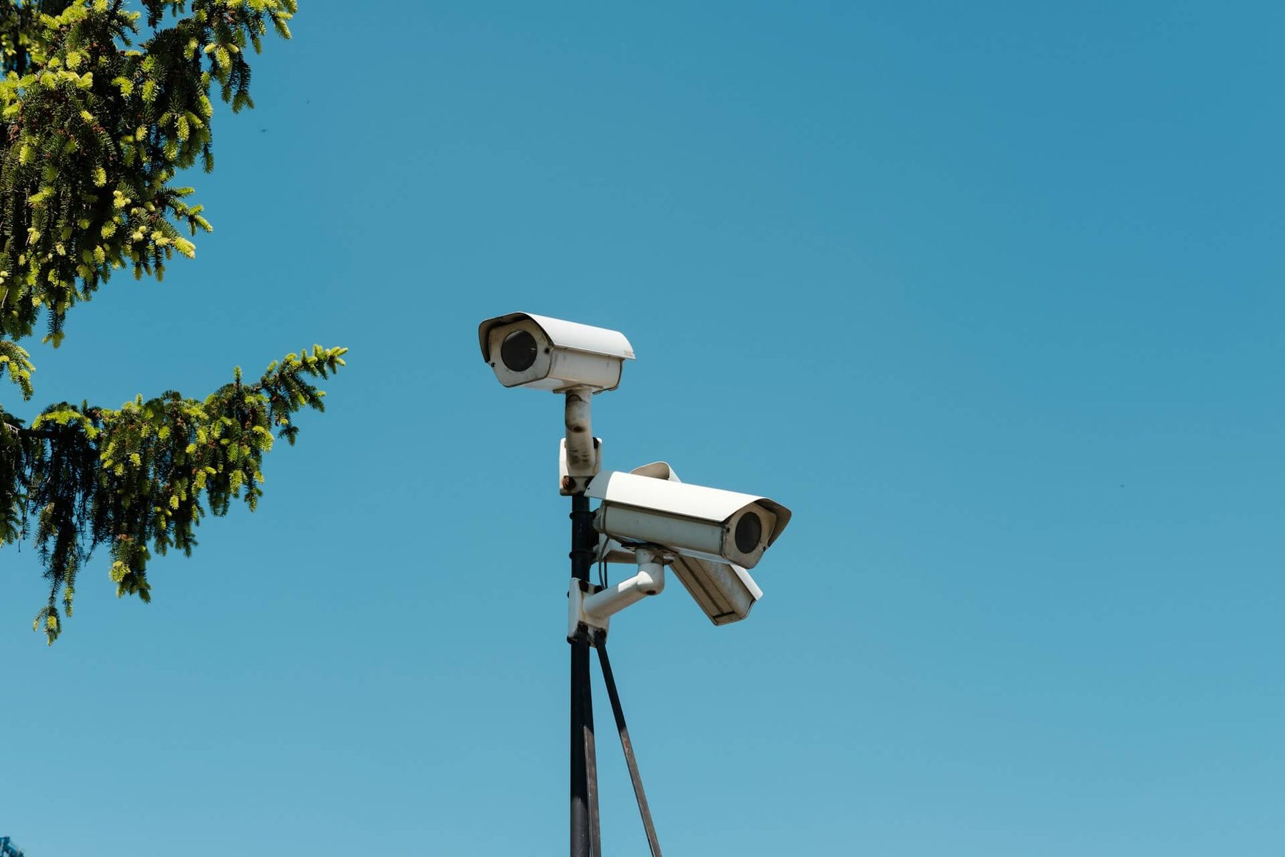 Two industrial-style security cameras mounted on a pole against a clear blue sky, with pine branches to the side.